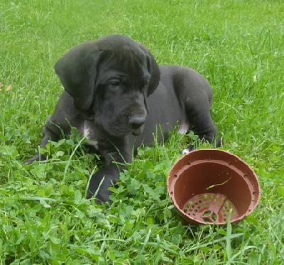Nacho von der Wolfsh�hle