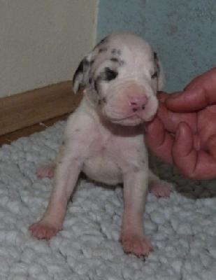 Nice-Nevada von der Wolfsh�hle