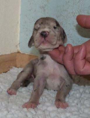 Nala von der Wolfshhle