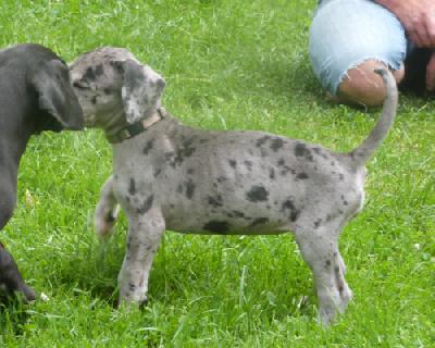 Nala von der Wolfshhle