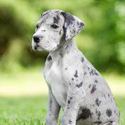 Nala von der Wolfshhle