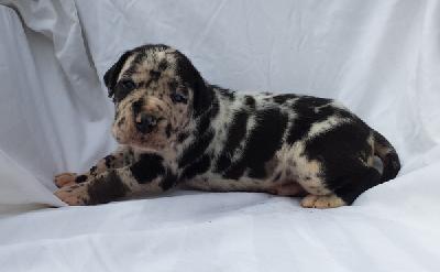 Tameusch Von Schlesien