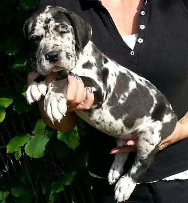 Tameusch Von Schlesien