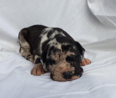 Theodor Von Schlesien