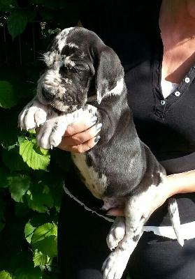 Theodor Von Schlesien