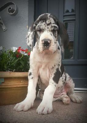 Traudl Von Schlesien