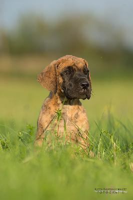 Astarte vom Druidenhain