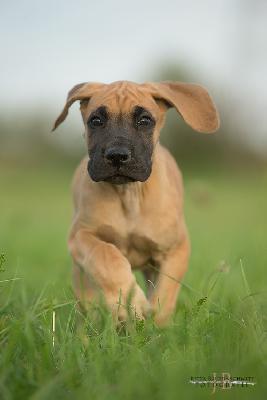 Aramis vom Druidenhain