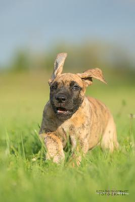 Annabell vom Druidenhain