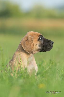 Ashanti vom Druidenhain