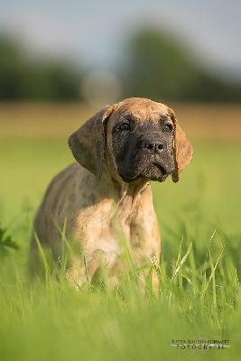 Arielle vom Druidenhain