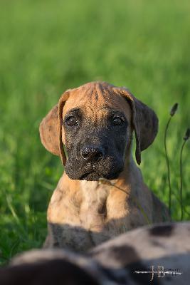 Antoinette vom Druidenhain