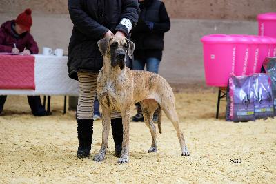 Antoinette vom Druidenhain