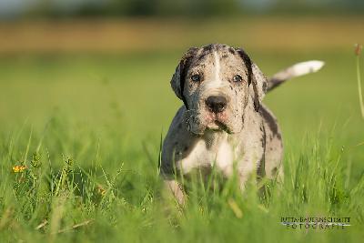 Bones vom Druidenhain