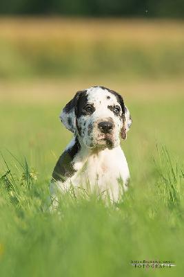 Beowulf vom Druidenhain