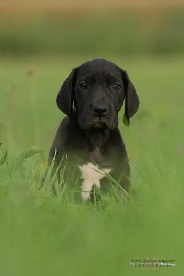 Baron vom Druidenhain