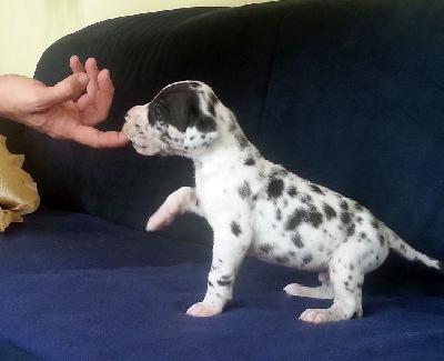 Regis Vom Hause Wagner