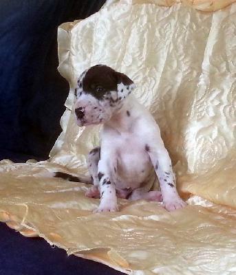 Regis Vom Hause Wagner