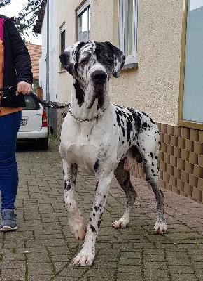 Regis Vom Hause Wagner