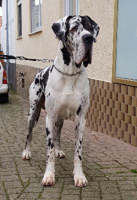 Regis Vom Hause Wagner