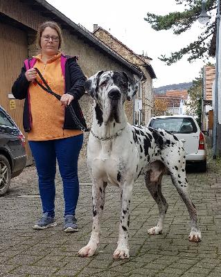 Regis Vom Hause Wagner