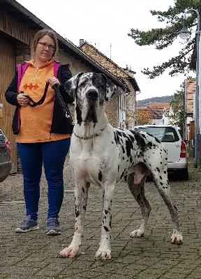 Regis Vom Hause Wagner