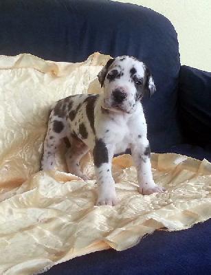 Roderich Vom Hause Wagner