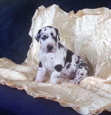 Roderich Vom Hause Wagner