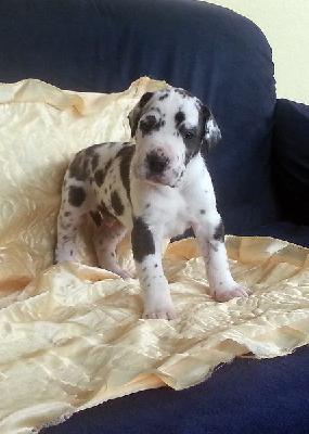 Roderich Vom Hause Wagner