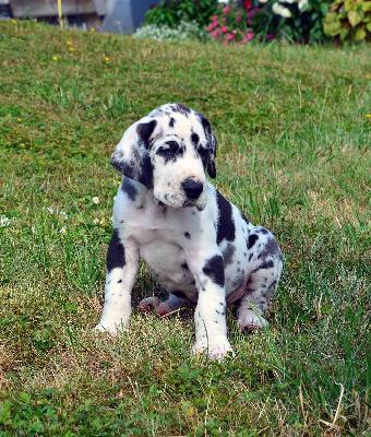 Roderich Vom Hause Wagner