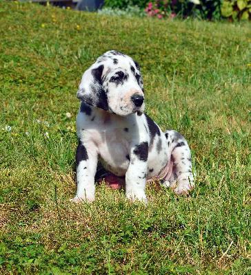 Roderich Vom Hause Wagner