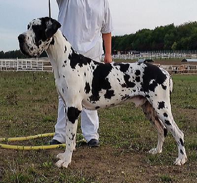 Roderich Vom Hause Wagner