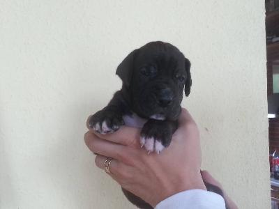 Rumpelpumpel Vom Hause Wagner