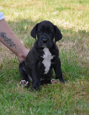 Rumpelpumpel Vom Hause Wagner