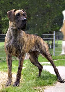 Holly Pride vom Sternenhimmel