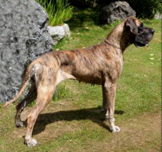 Holly Pride vom Sternenhimmel