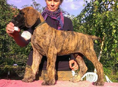 Artorias Gemma Regalis