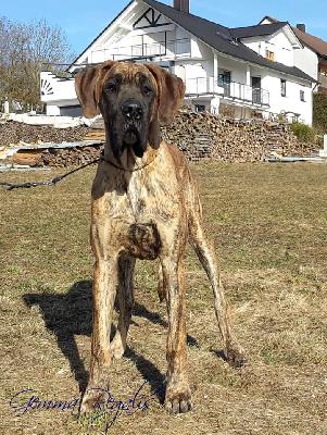 Artorias Gemma Regalis