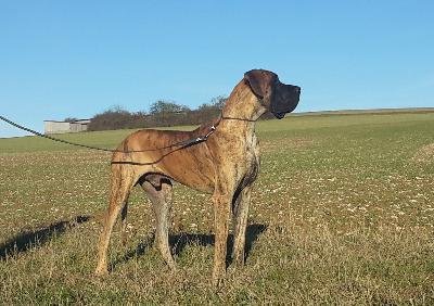 Artorias Gemma Regalis