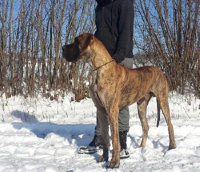 Artorias Gemma Regalis