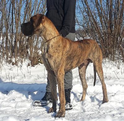 Artorias Gemma Regalis