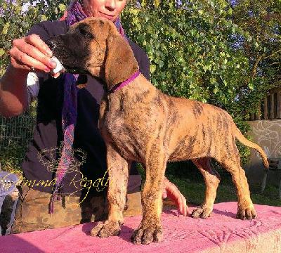 Alduin Gemma Regalis