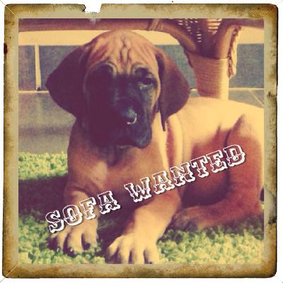 La Belle Vom Hause Kaufmann