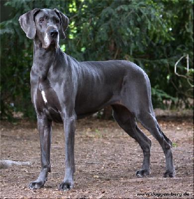 Elderberry�s No Limits