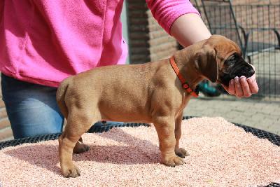 Yukon vom Hause Rawert