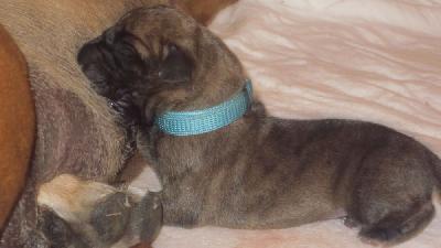 Yagant vom Hause Rawert