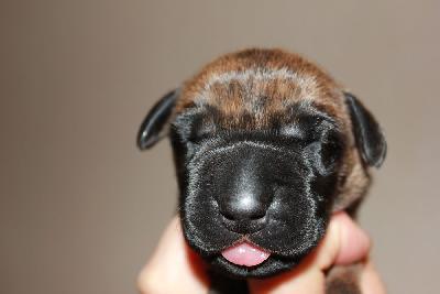 Yagant vom Hause Rawert