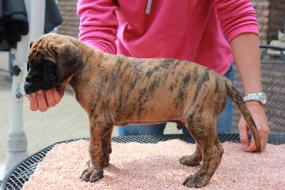 Yagant vom Hause Rawert