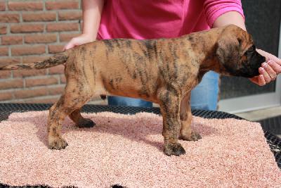 Yagant vom Hause Rawert