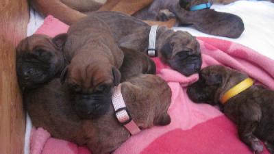 Yesse vom Hause Rawert